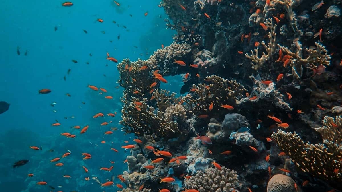 اسعار اعلانات فيسبوك في الهند لعام 2025 من منظور مصر