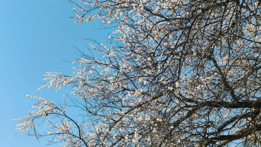 Telegram giveaways .