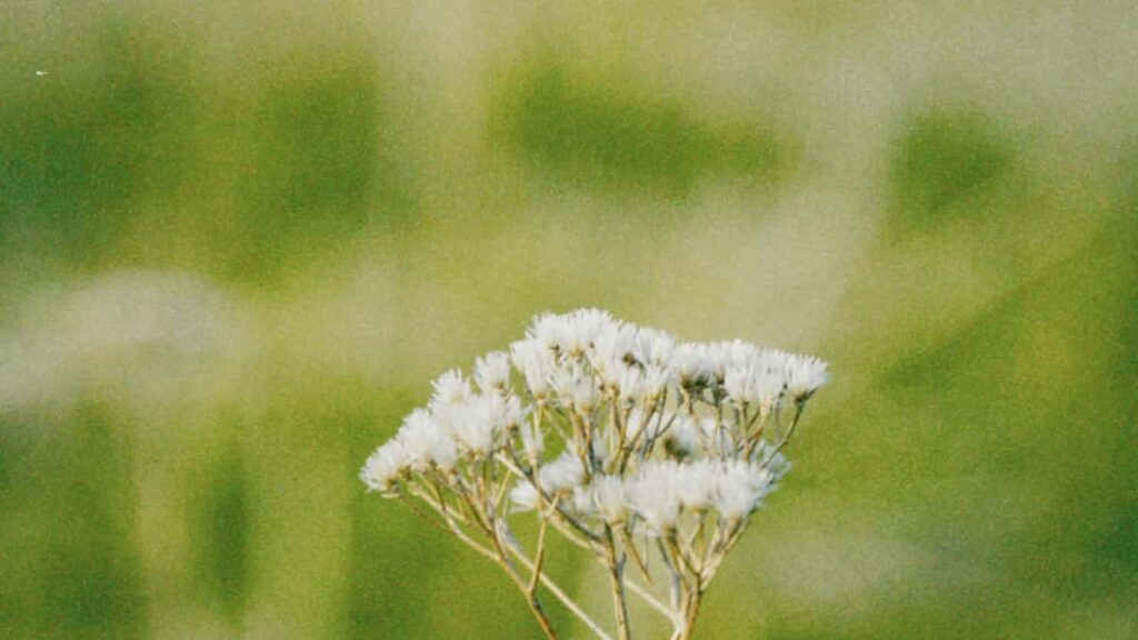 : Discord unboxing .