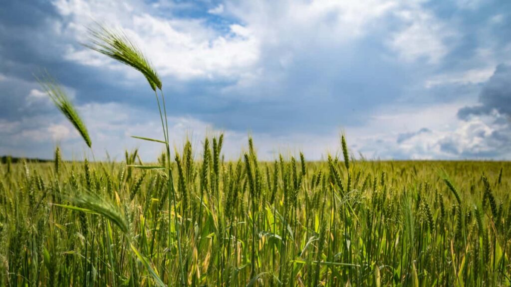 Montenegro Xiaohongshu .