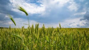 Montenegro Xiaohongshu .